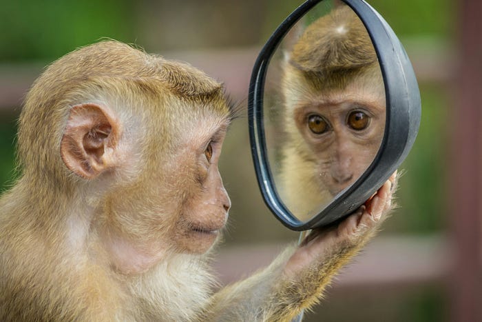 Are We Smart Enough to Study Intelligence in Other Animals? | article review image