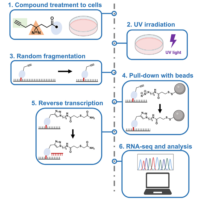 以轉錄體層級解析小分子–RNA 互動：Chem-CLIP 技術與實驗流程總覽 | article review image