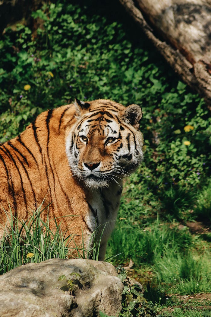 How to Overcome Speaking Anxiety in a Foreign Language